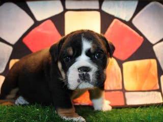 English Bulldog dogs Blackjack - Ad 17