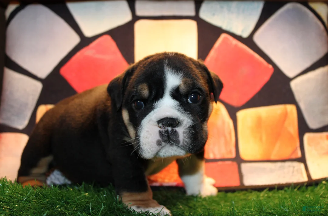 English Bulldog dogs for sale: Blackjack  - Ad 1