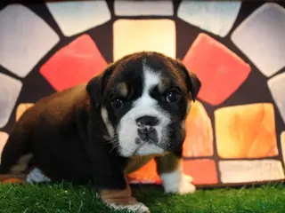 English Bulldog dogs Blackjack - Ad 22