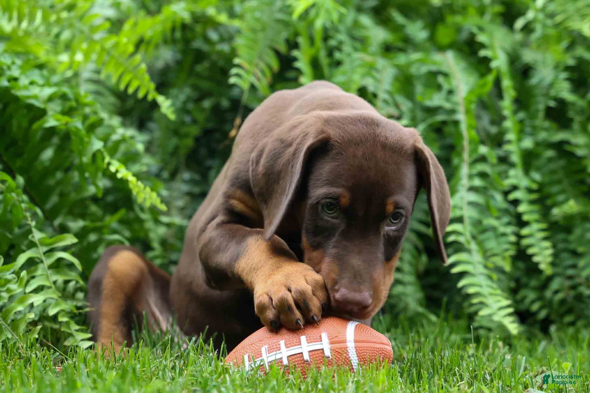 Doberman Pinscher dogs Gunner🦴 - Ad 2