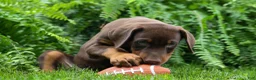 Doberman Pinscher dogs for sale: Gunner🦴 - Ad 2