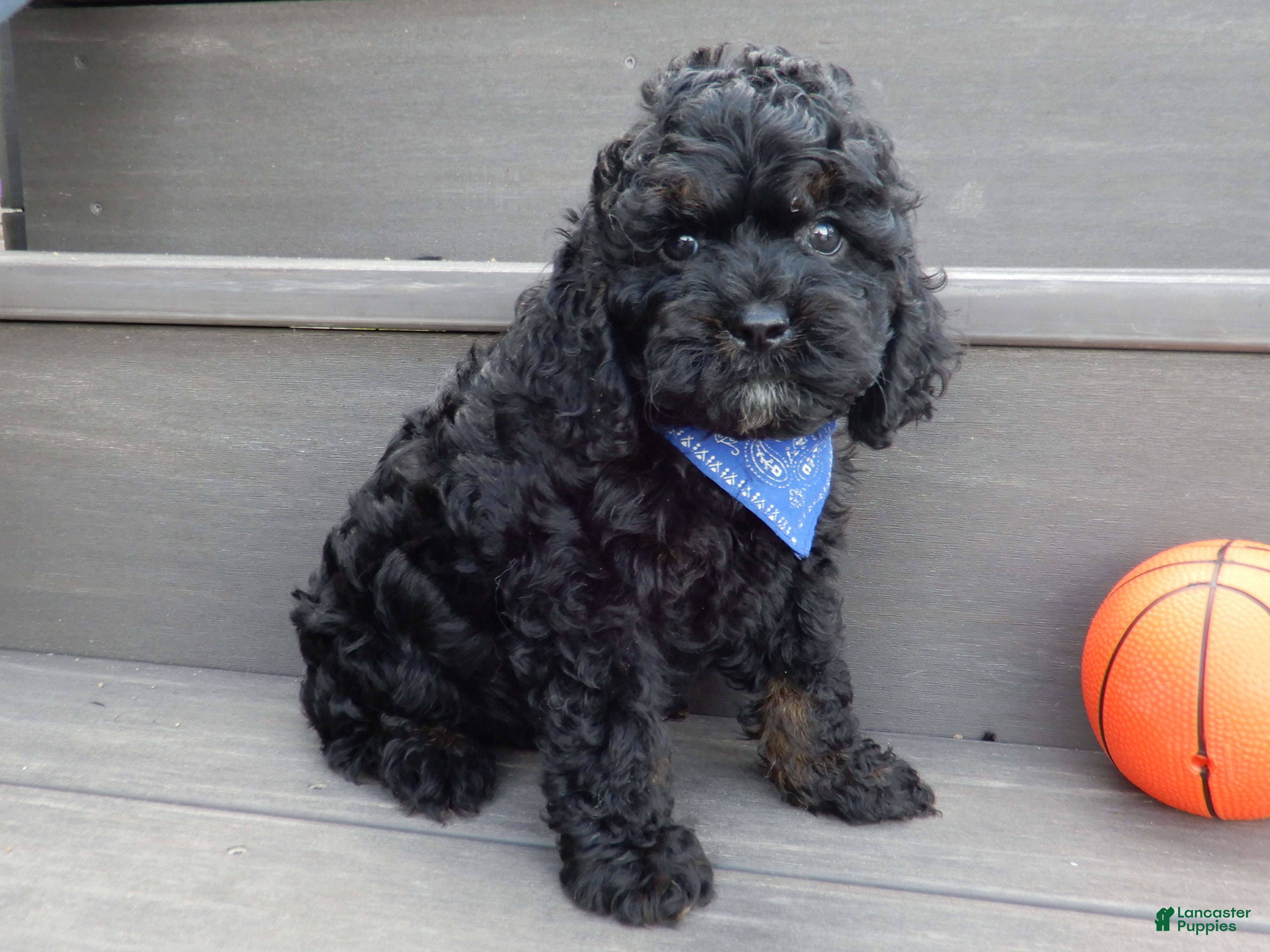 Cockapoo dogs Smokey - Ad 2