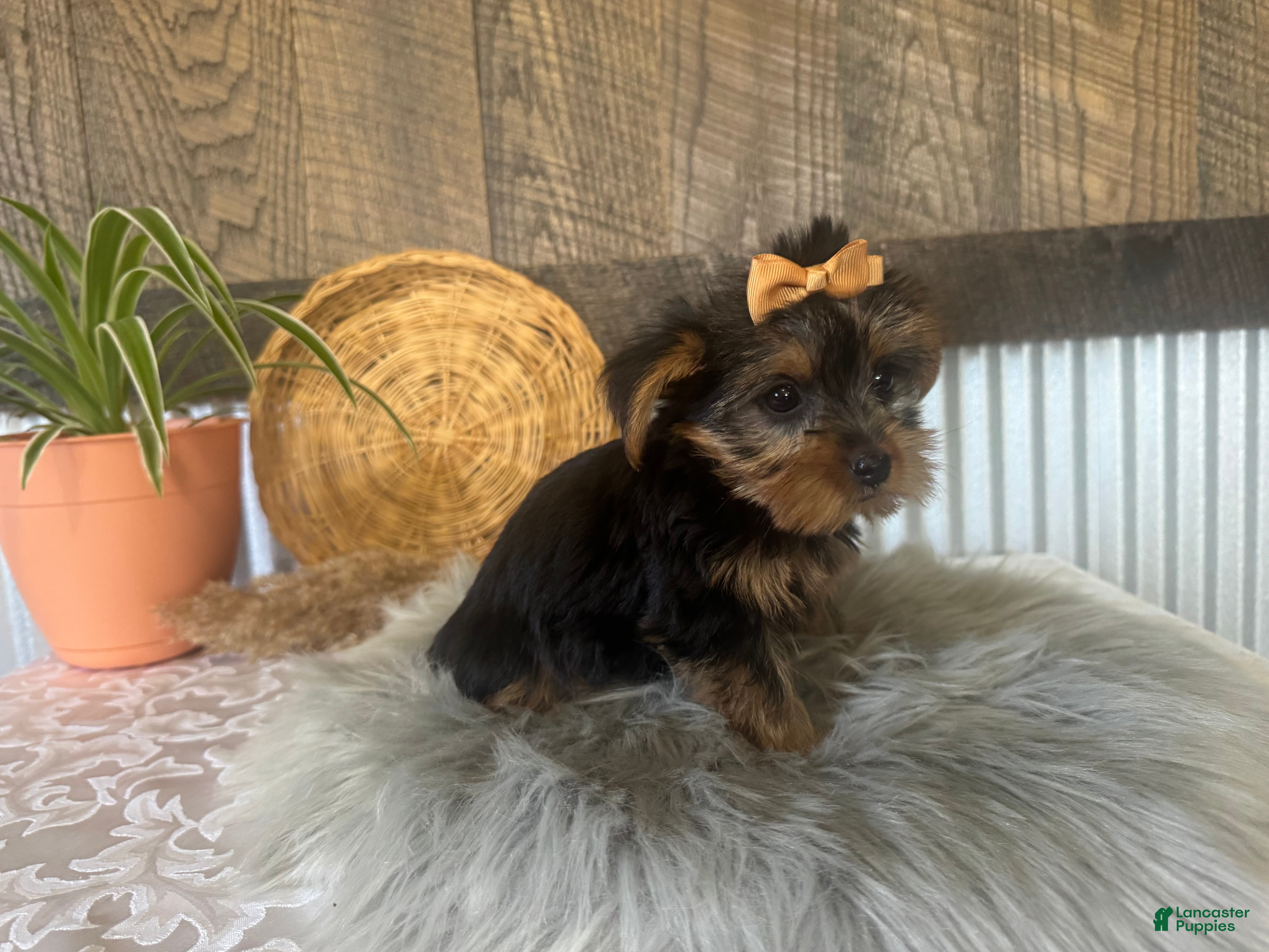 Yorkshire Terrier dogs Tiana - Ad 1