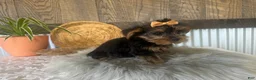 Yorkshire Terrier dogs for sale: Tiana - Ad 1
