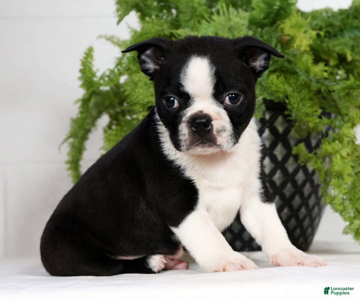 Boston Terrier dogs Tyler - Ad 1