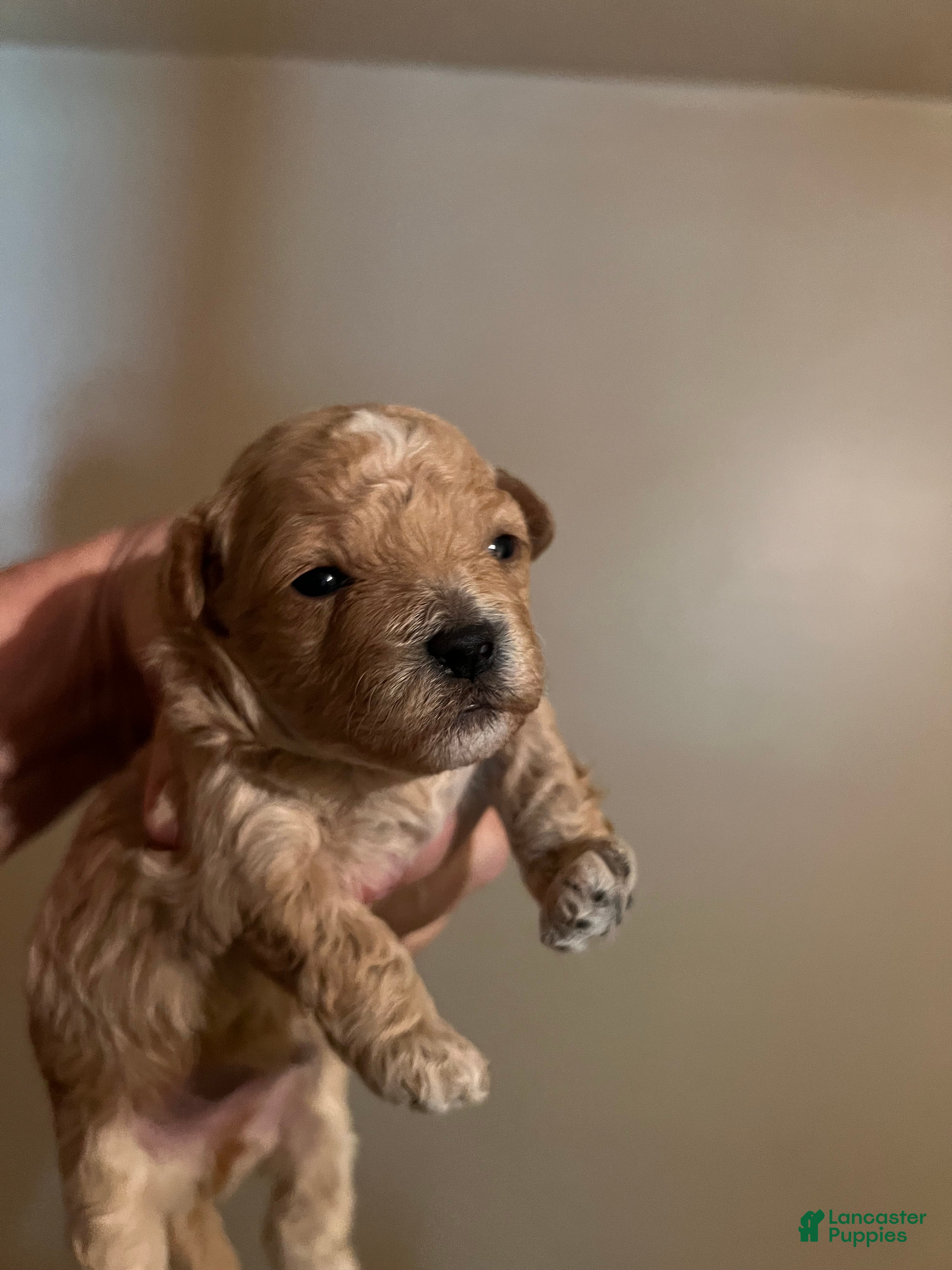 Maltipoo dogs Yang the tiny Chinese Maltipoo - Ad 2