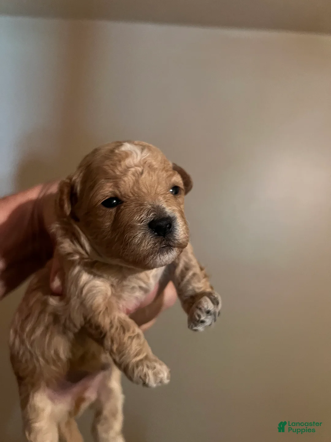 Maltipoo dogs for sale: Yang the tiny Chinese Maltipoo - Ad 2
