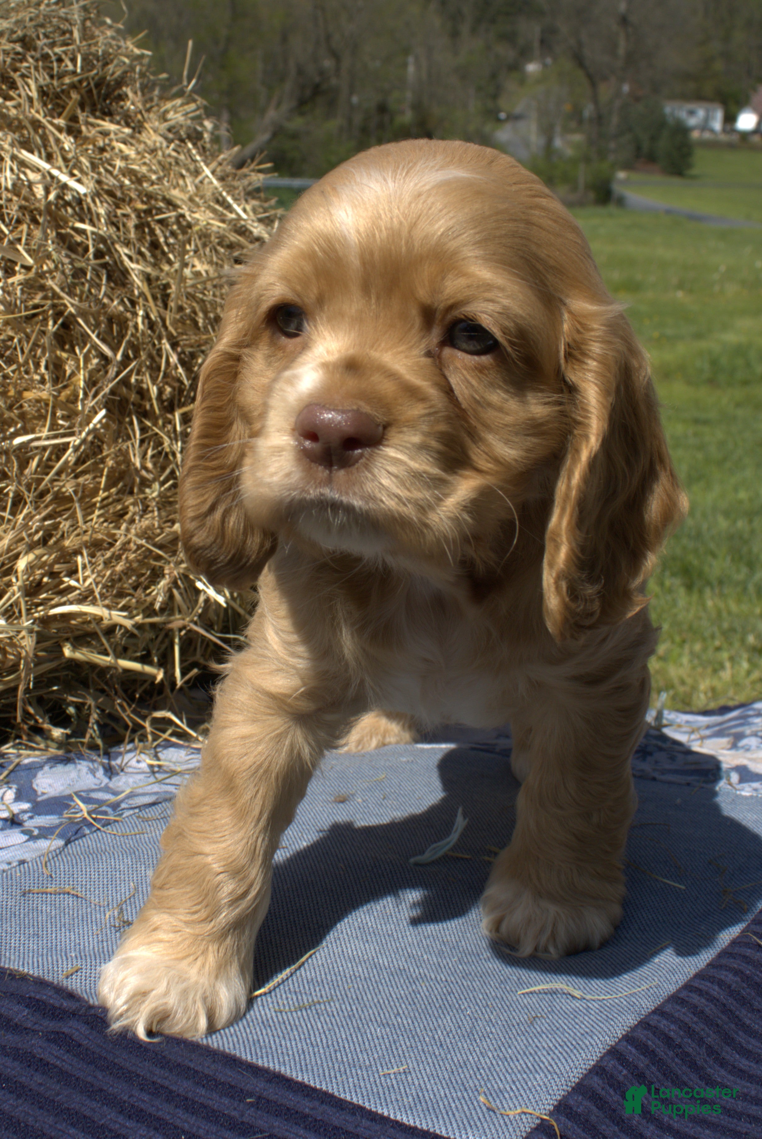Cocker Spaniel dogs Snuggles - Ad 1