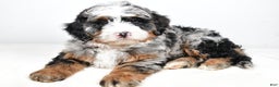 Mini Bernedoodle dogs for sale: Charlotte - Ad 1