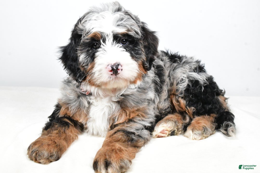 Mini Bernedoodle dogs for sale: Charlotte - Ad 1