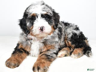 Mini Bernedoodle dogs Charlotte - Ad 22