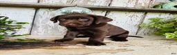 Labrador Retriever dogs for sale: Finlee  - Ad 8