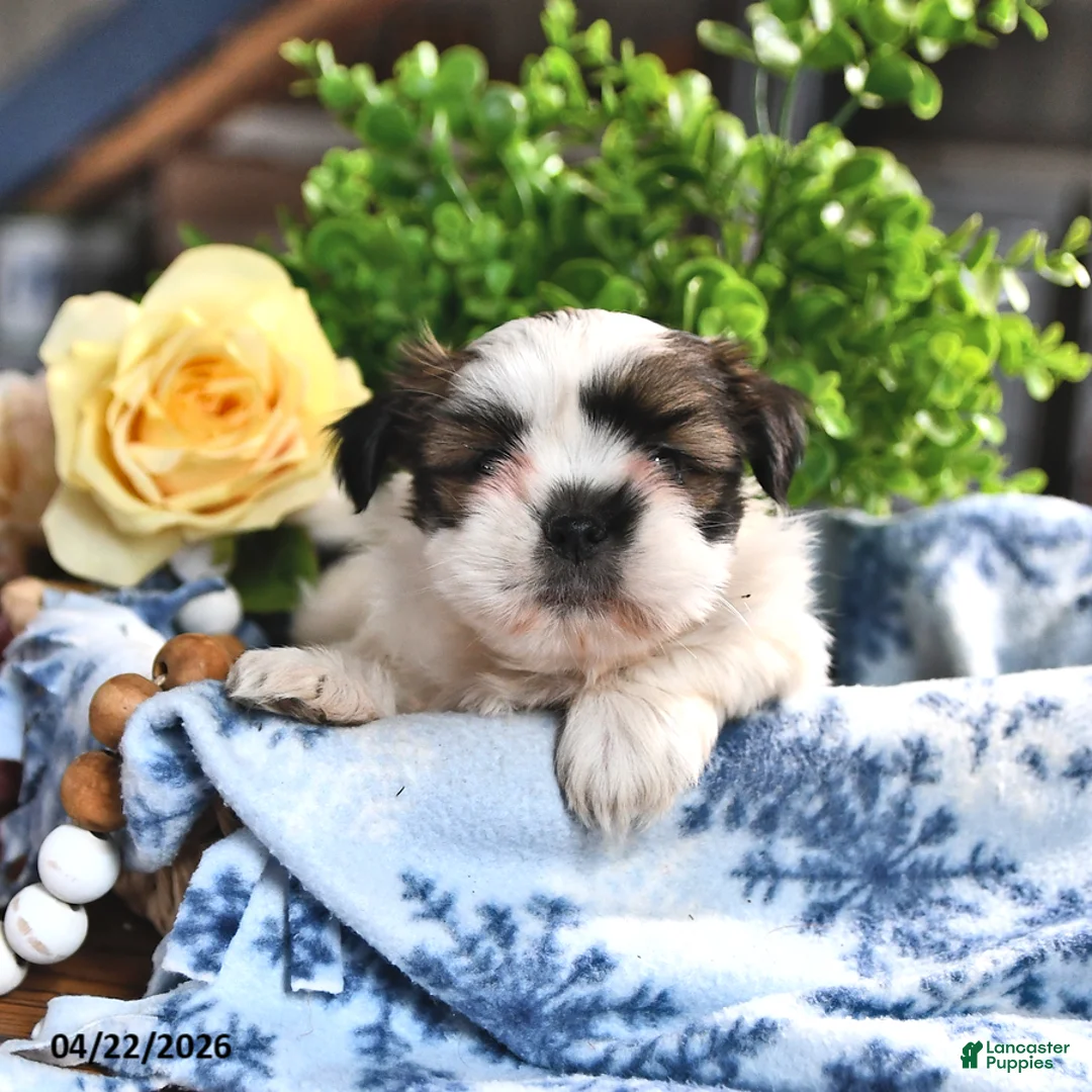 Shorkie dogs for sale: Jade - Ad 1