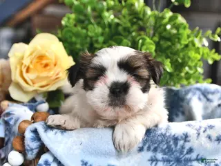 Shorkie dogs for sale: Jade - Ad 1