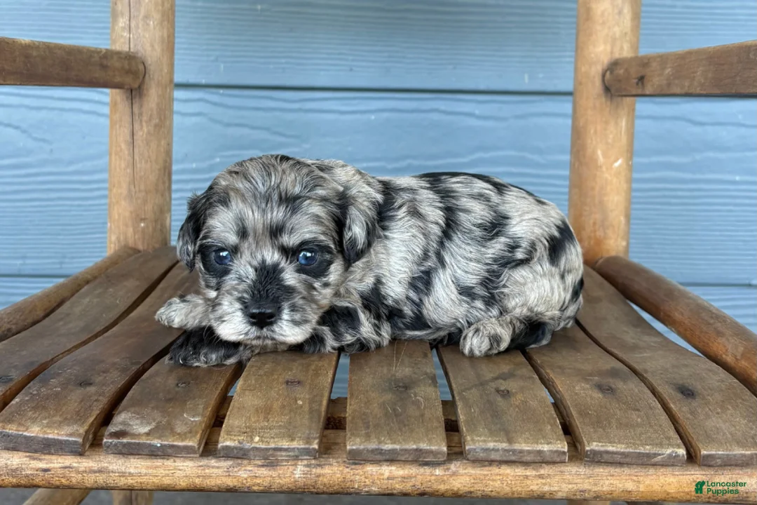Cavapoo dogs for sale: Charcoal - Ad 1