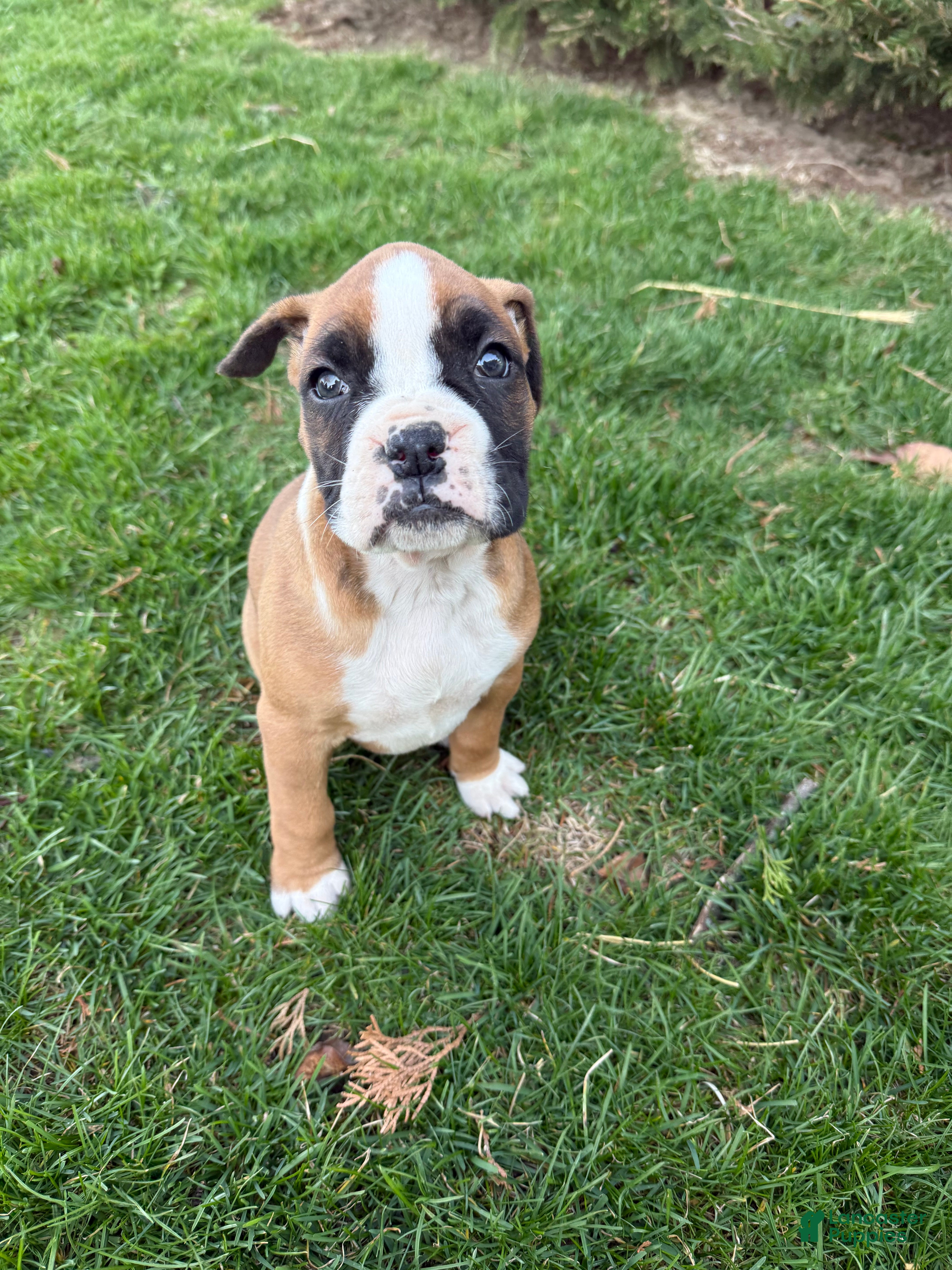 Boxer dogs Poppy - Ad 2