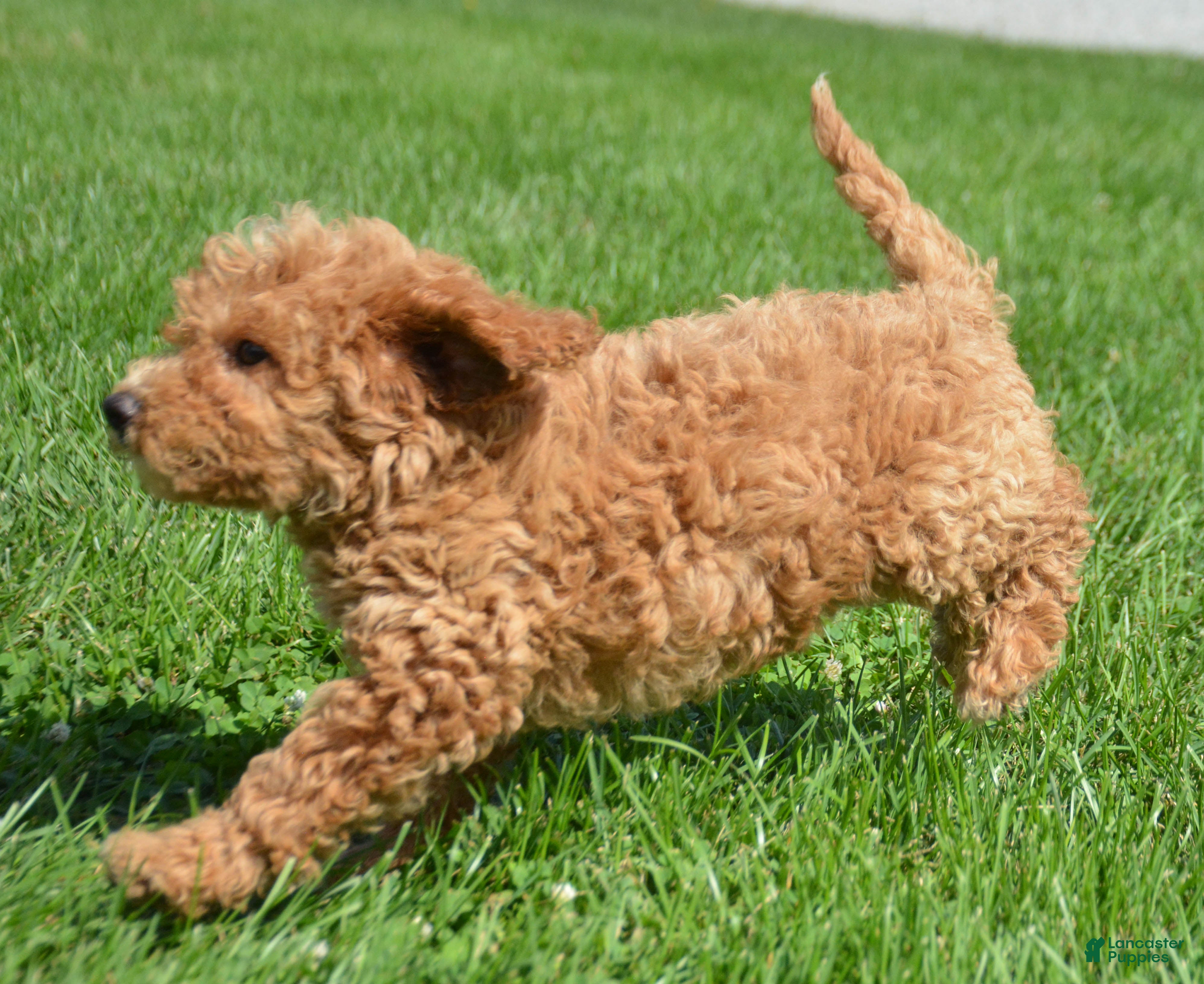 Mini Goldendoodle dogs Daisy Mini Goldendoodle 4 - Ad 1