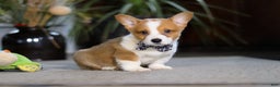 Welsh Corgi Pembroke dogs for sale: Husky - Ad 5