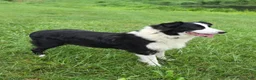 Australian Shepherd dogs for sale: Ellie - Ad 6