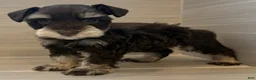 Miniature Schnauzer dogs for sale: Comet - Ad 6