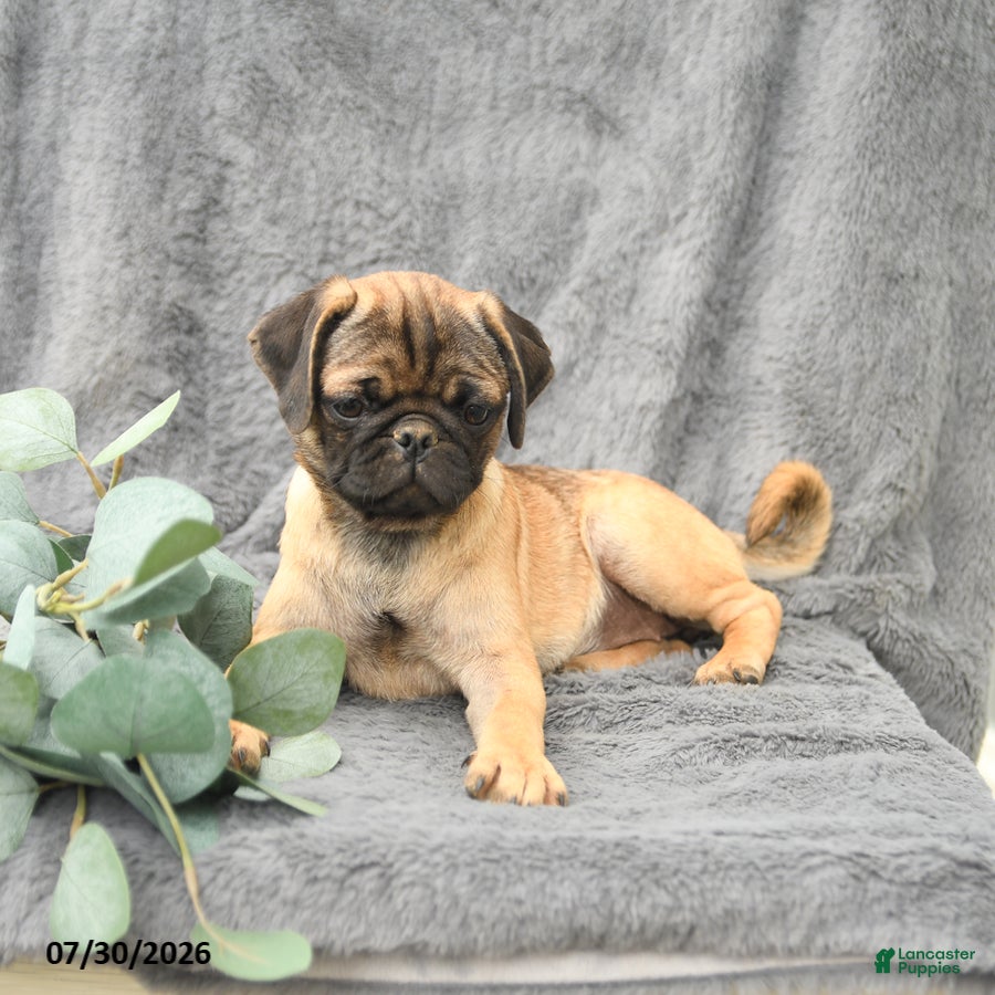 Pug dogs Hope - Ad 2