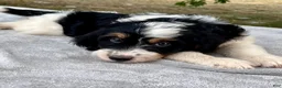 Bernedoodle dogs for sale: Austin - Ad 4