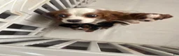 Cavalier King Charles Spaniel dogs for sale: Cavalier King Charles Spaniel 2 - Ad 2