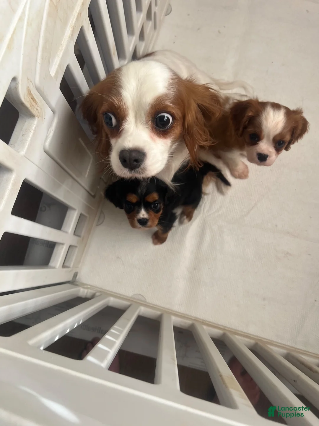 Cavalier King Charles Spaniel dogs for sale: Cavalier King Charles Spaniel 2 - Ad 2