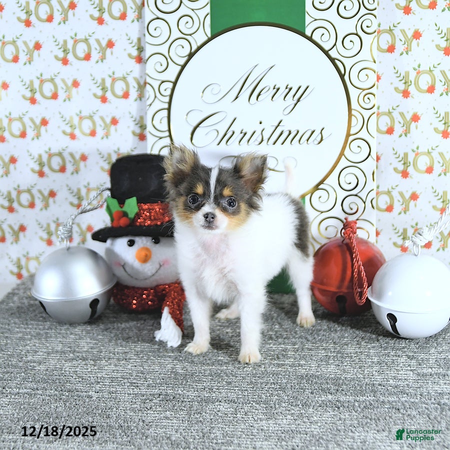 Pomeranian dogs Lilly - Ad 2