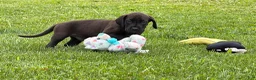 Great Dane dogs for sale: Muddy  - Ad 4