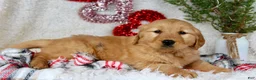 Golden Retriever dogs for sale: Barney - Ad 3