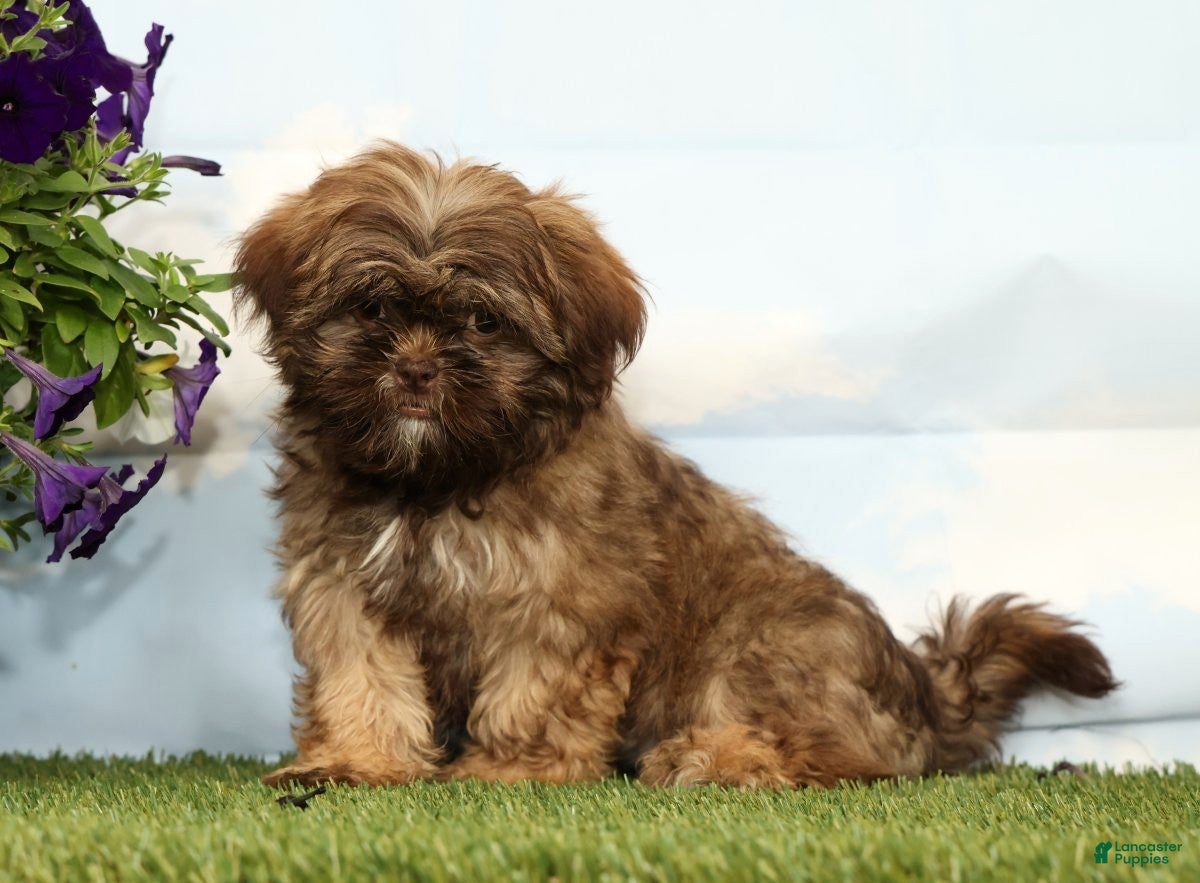 Shih Tzu dogs Kaycee - Ad 1