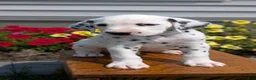 Dalmatian dogs for sale: Riley - Ad 8