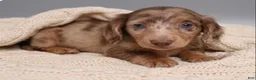 Miniature Dachshund dogs for sale: Coral - Ad 3