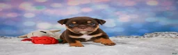 English Bulldog dogs for sale: Molly - Ad 3