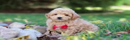 Maltipoo dogs for sale: Charlie  - Ad 4