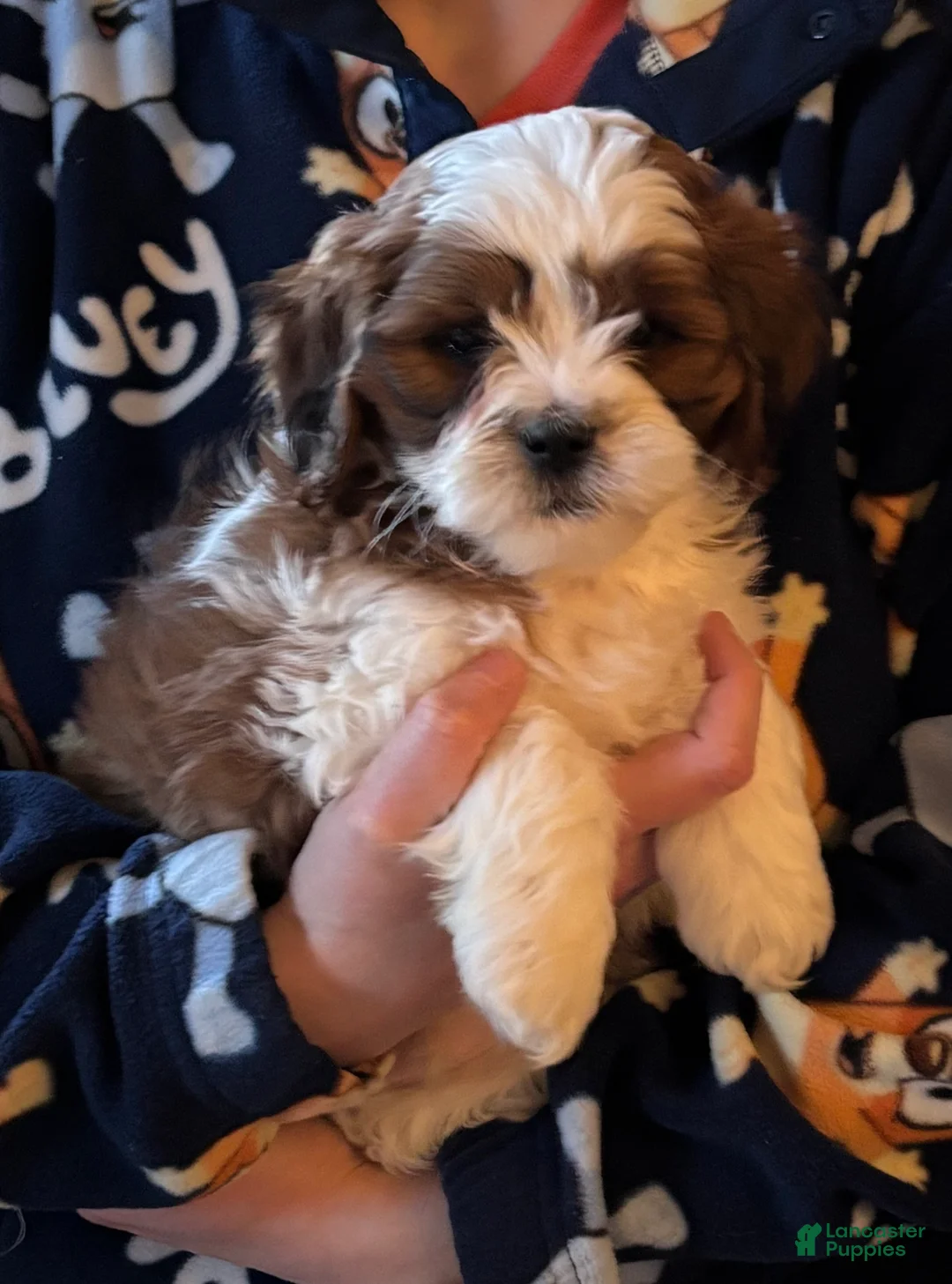 Shihpoo dogs for sale: Sushi - Ad 2
