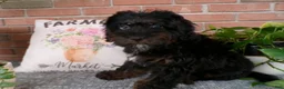 Mini Bernedoodle dogs for sale: Arthur - Ad 3