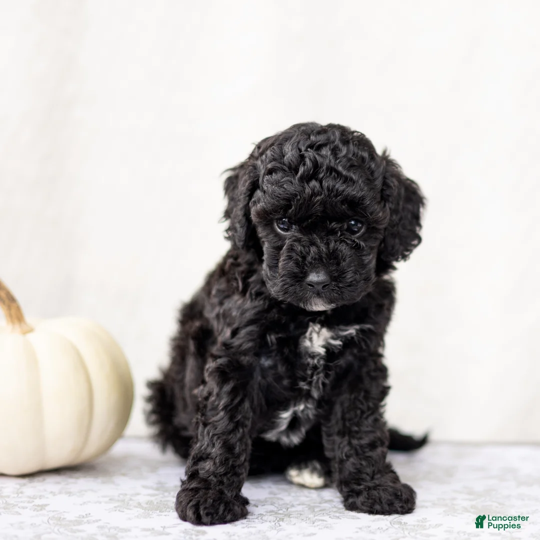 Mini Goldendoodle dogs for sale: Nirbhay - Ad 2