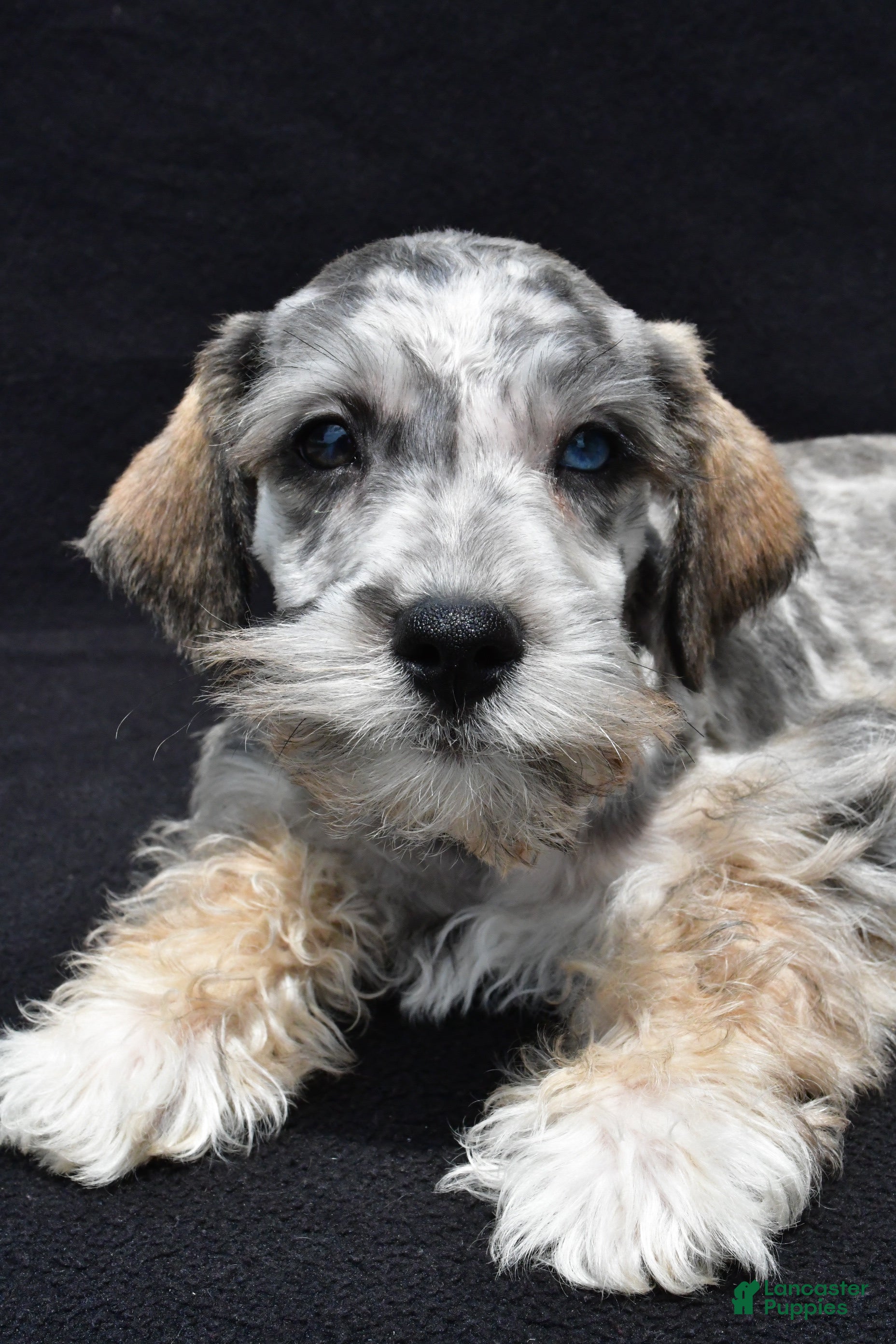 Schnoodle dogs Echo - Ad 2