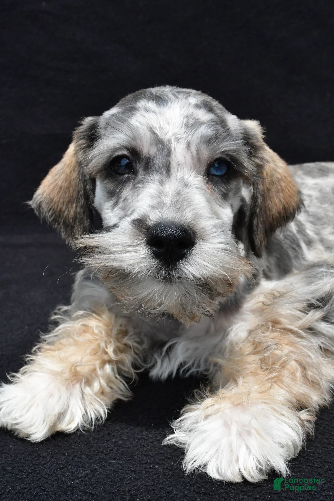 Schnoodle dogs for sale: Echo - Ad 2