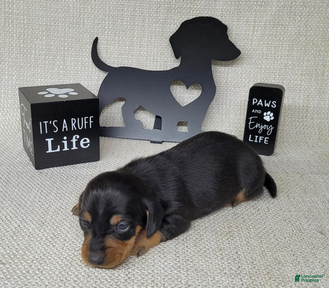 Miniature Dachshund dogs for sale: Saul AKC - Ad 2