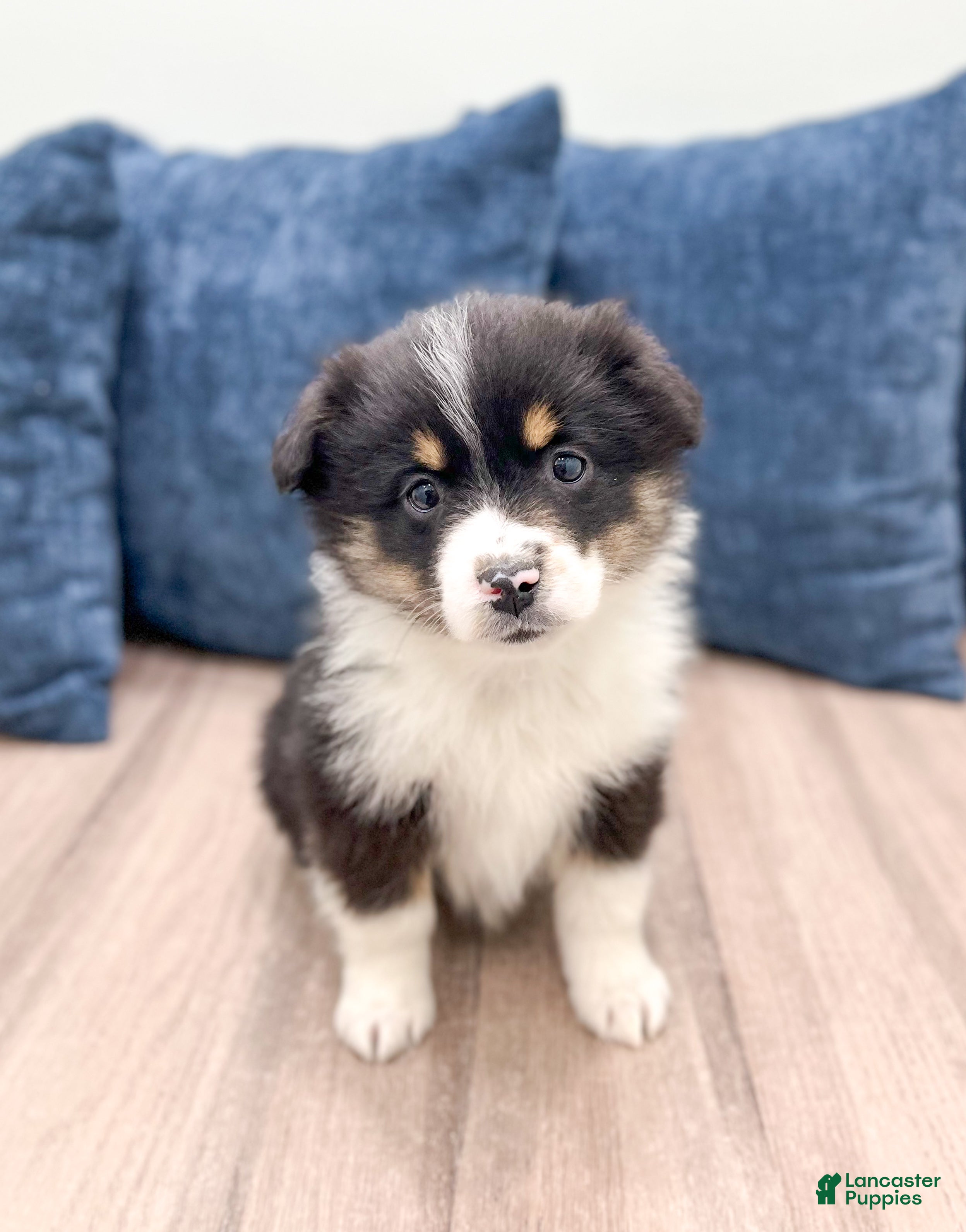 Miniature Australian Shepherd dogs Blossom - Ad 32