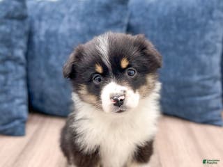 Miniature Australian Shepherd dogs Blossom - Ad 32