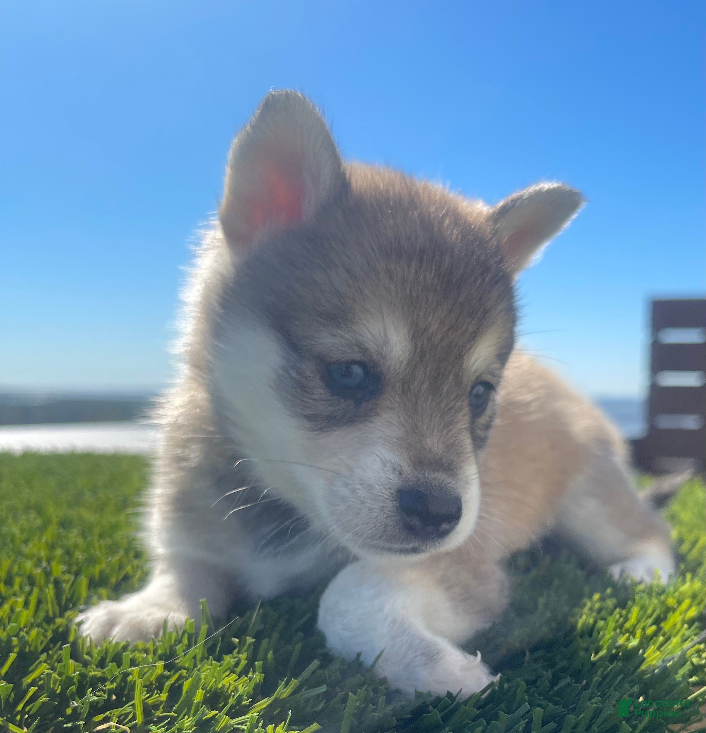 Alaskan Klee Kai dogs Rhaena - Ad 22