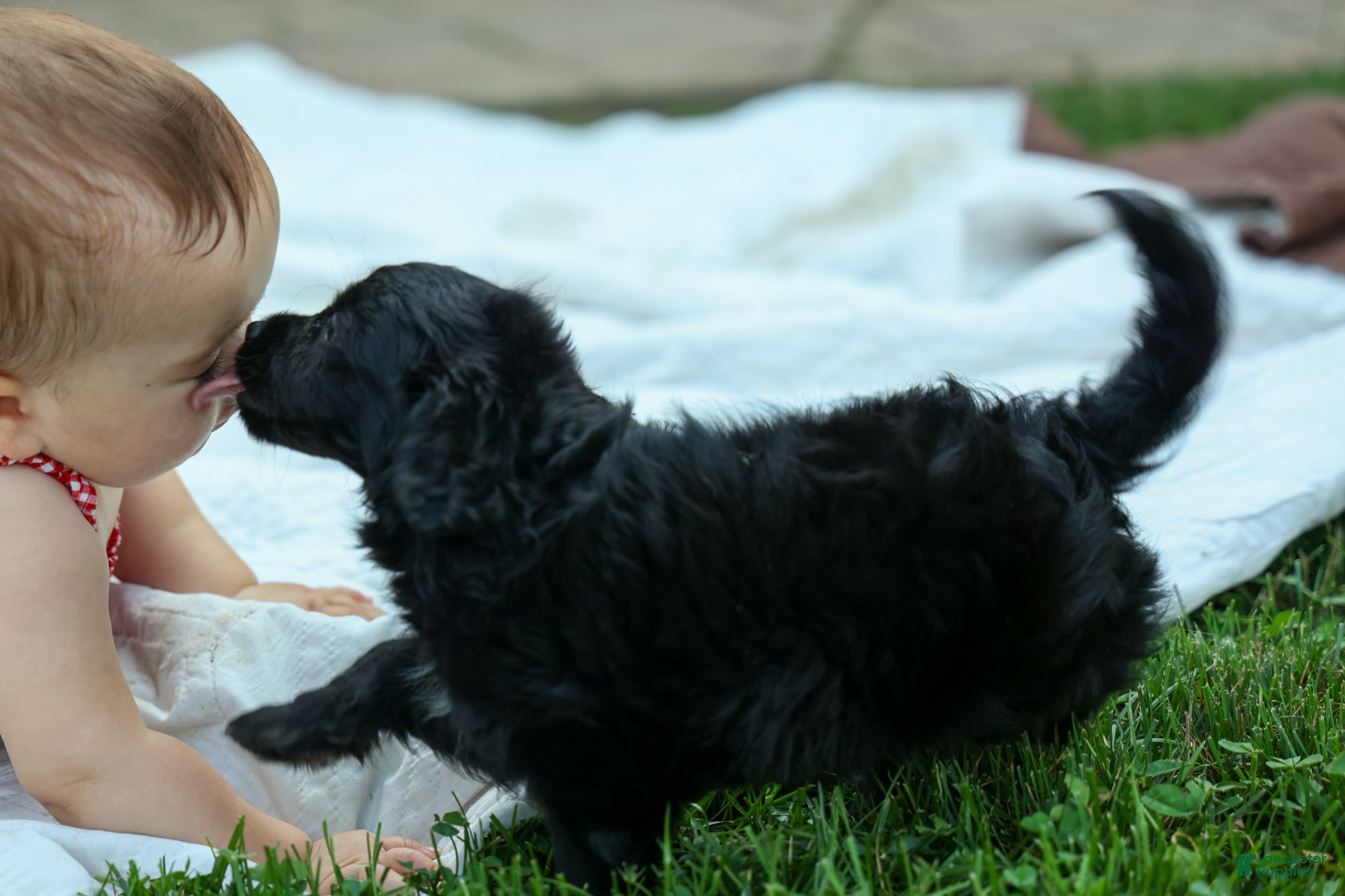 Cavapoo dogs Raya🎀 - Ad 2
