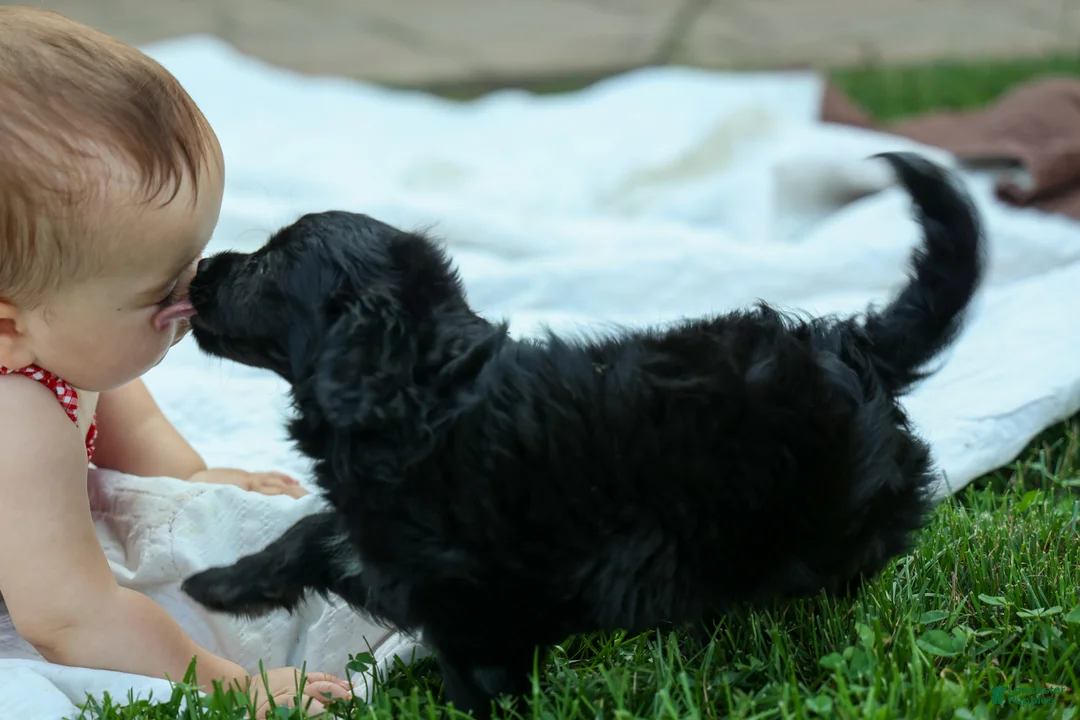 Cavapoo dogs for sale: Raya🎀 - Ad 2