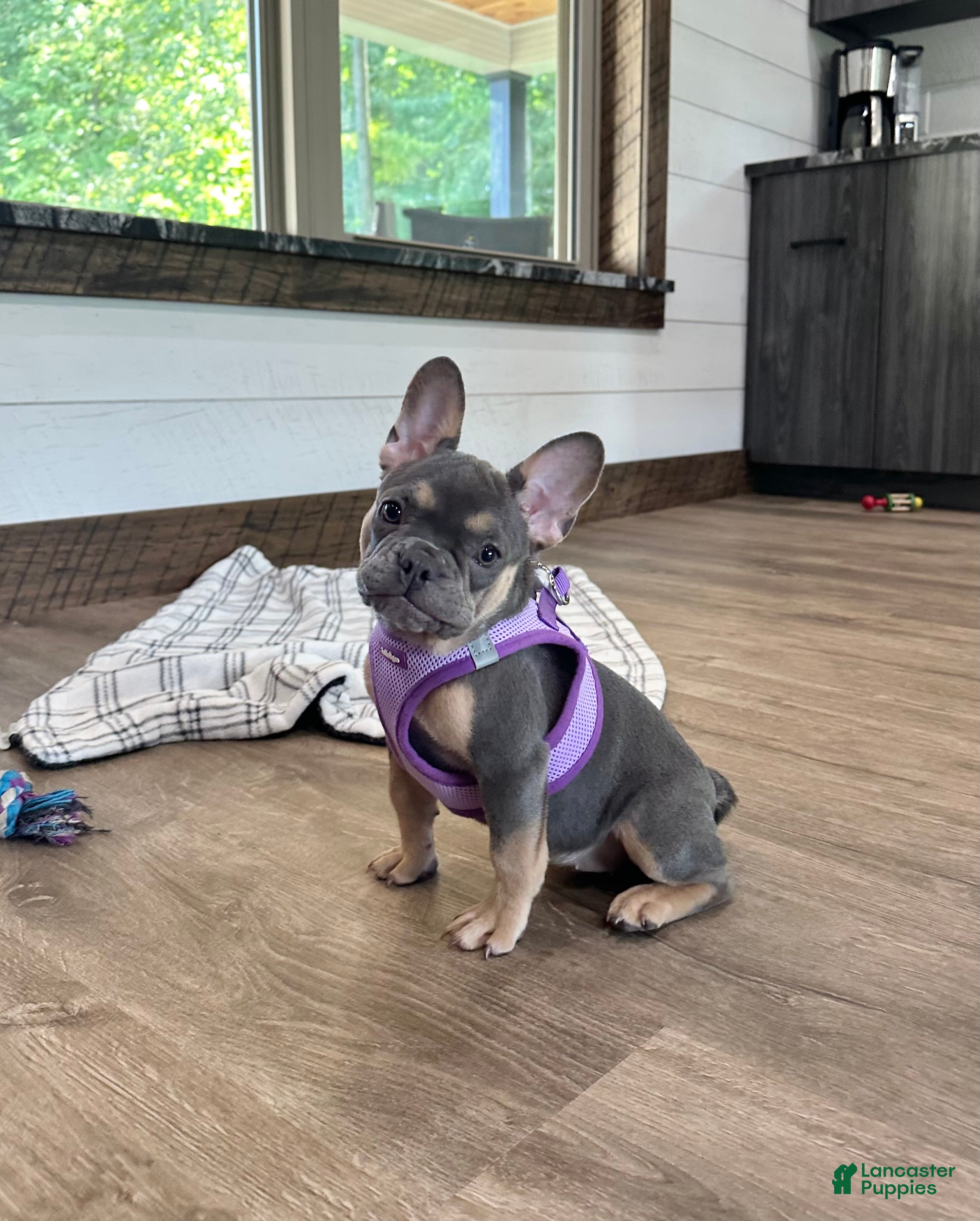 French Bulldog dogs Coral - Ad 1