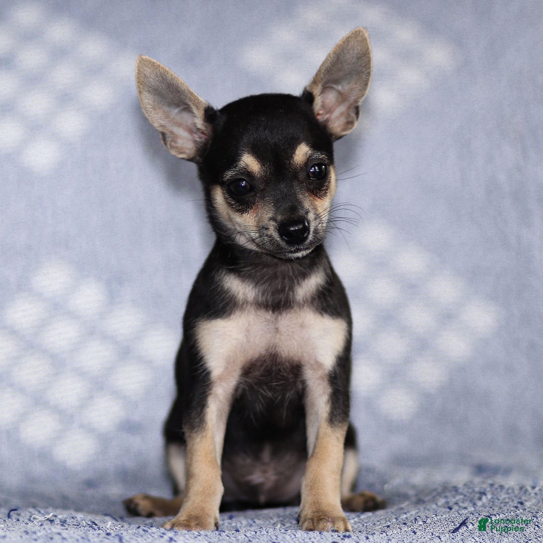 Chihuahua dogs for sale: Phoenix - Ad 7