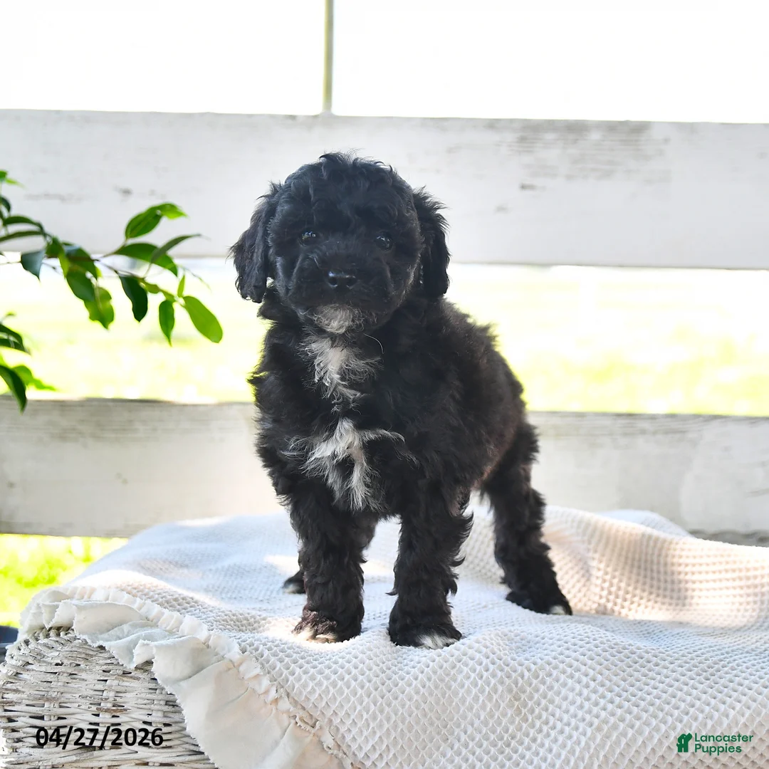 Miniature Poodle dogs for sale: Belle - Ad 1